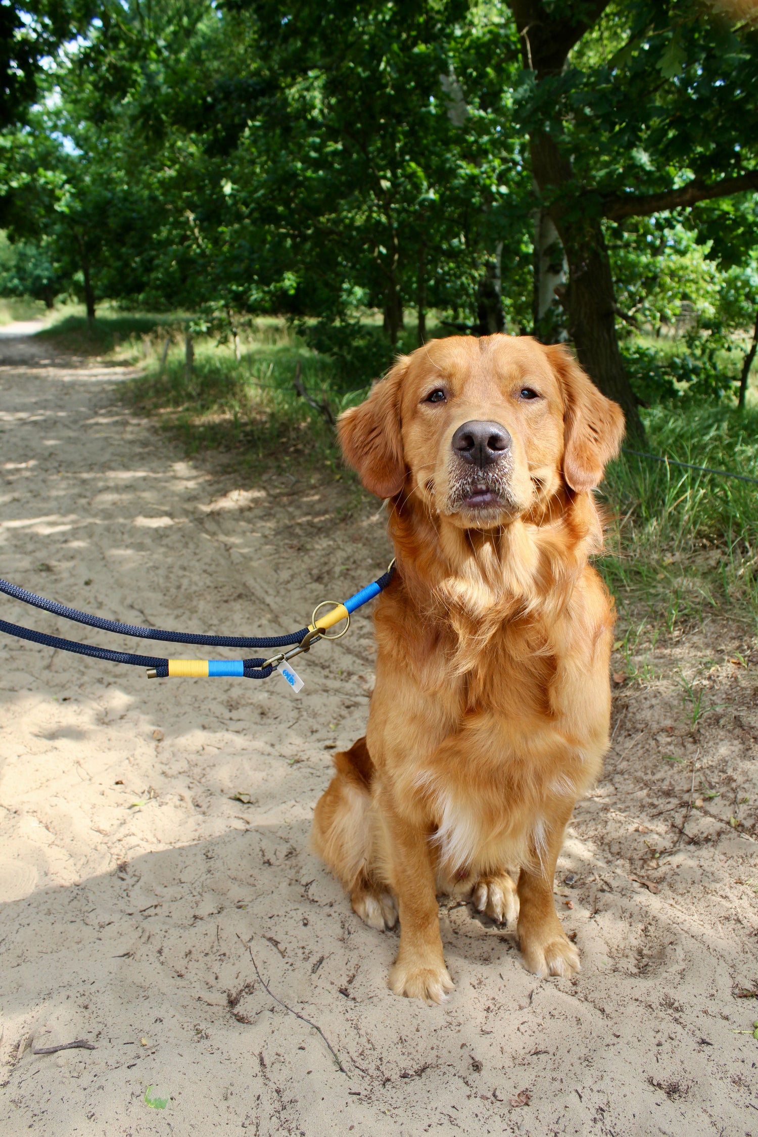 Ein Bild von Otis, dem golden Retriever, wie er zufrieden in die Kamera blickt.